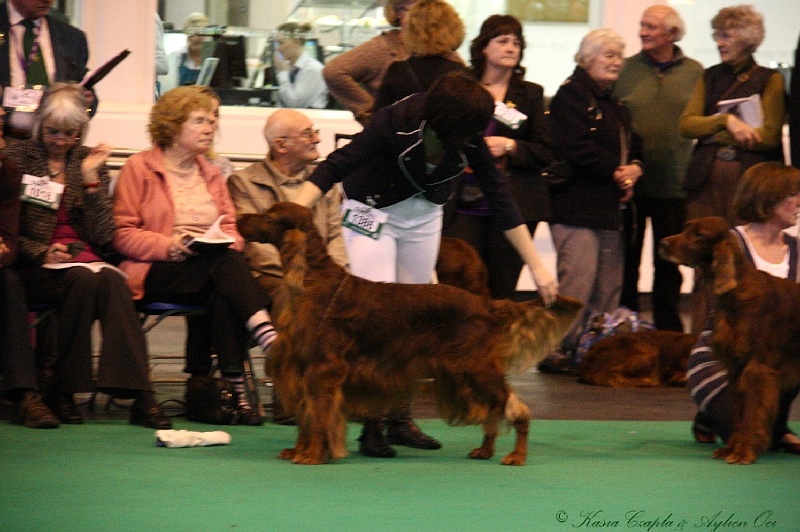 Crufts2011_2 124.jpg